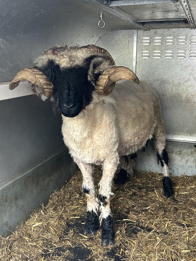Preview of the first image of Non registered Valais blacknose ram.