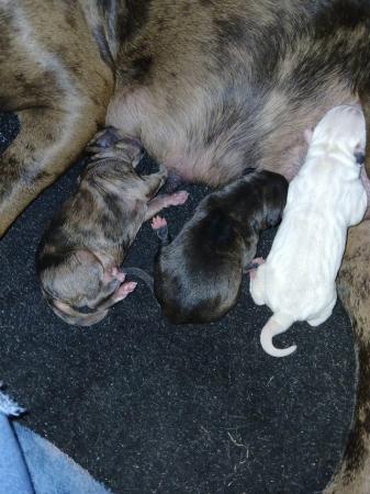 Image 15 of Staffordshire bull terrier puppies