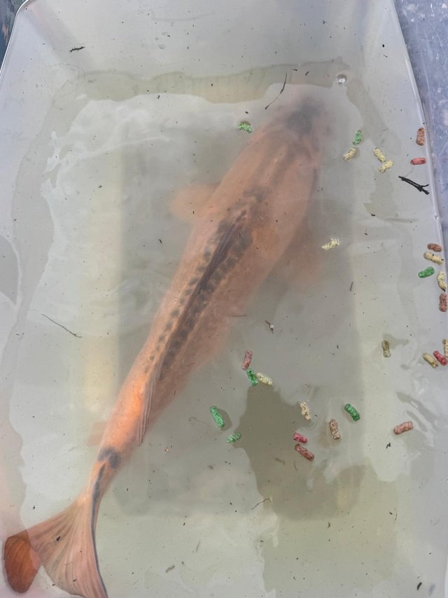 Koi fish 27” dotiosu ? Needing new home — photo 2 of 4