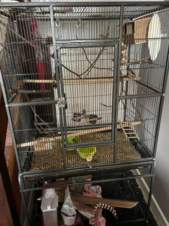 Image 3 of 2 x zebra finches and 1 x gouldian finch with cage.