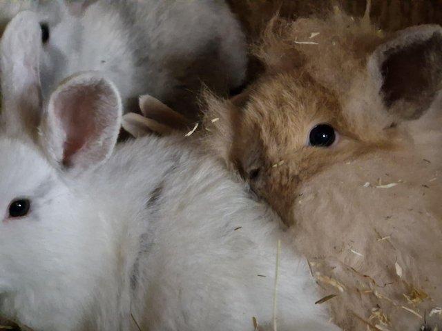 Preview of the first image of Mini lop and mini lion lop rabbits.