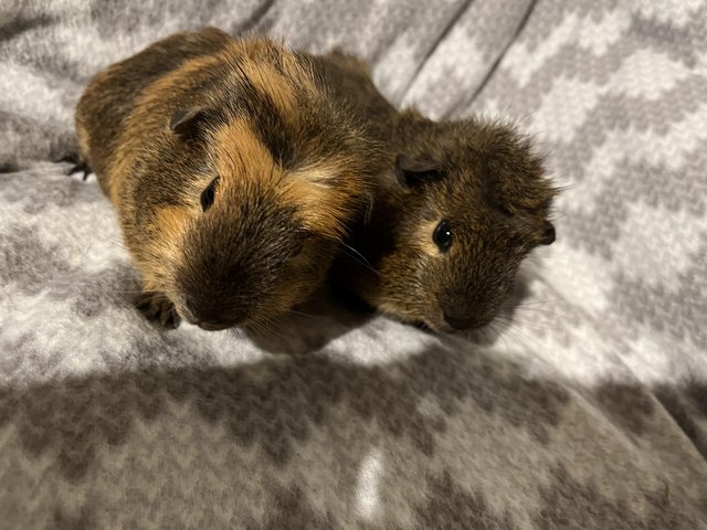Preview of the first image of Pair of young male Guinea pigs.