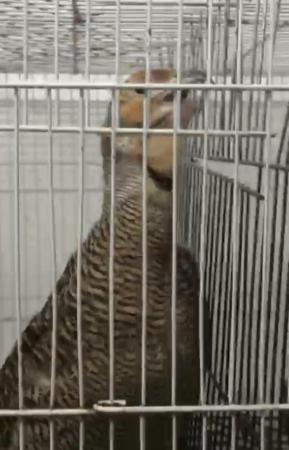 Image 4 of Grey francolin Pair Male and Female (gora teetar) for sale