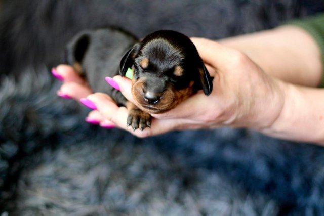 Image 9 of Ready Now only 5 dachshunds left