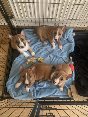 Image 2 of Miniature Bull Terrier Puppies