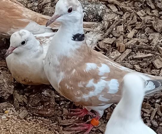 Image 3 of Breeding pairs of jarva doves