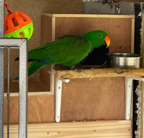 Image 6 of Bonded And Breeding Pair Of Eclecus Parrots