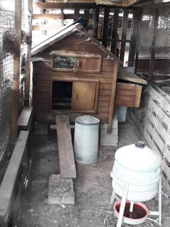 Image 4 of chicken coops/huts used for sale