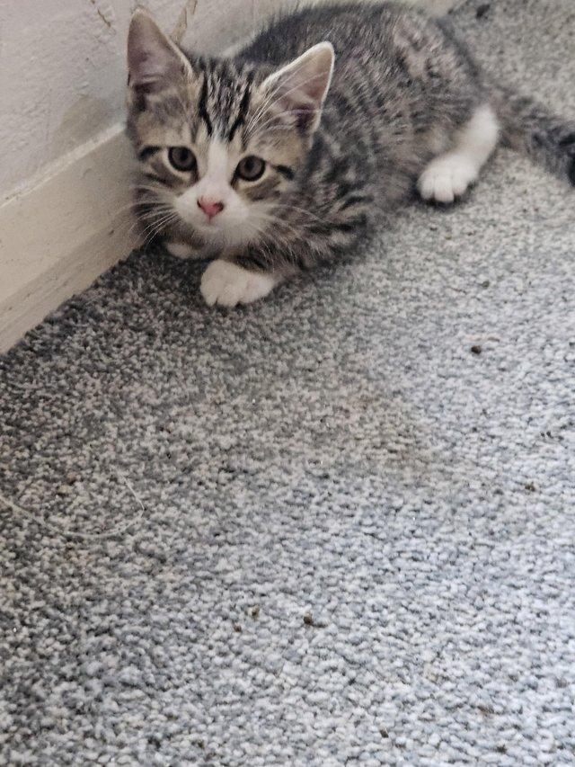 10 week old kitten ready for there new home 
