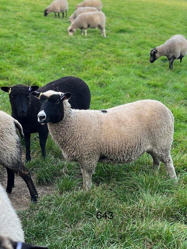 Preview of the first image of Shetland shearling and hogget ewes.