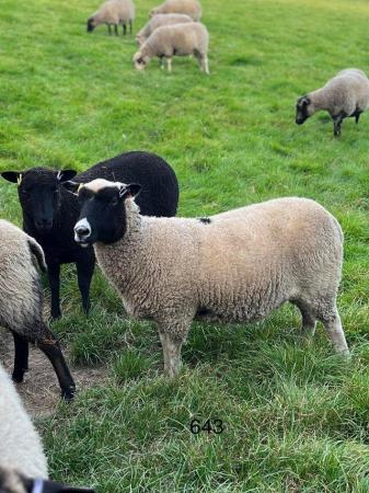 Image 1 of Shetland shearling and hogget ewes