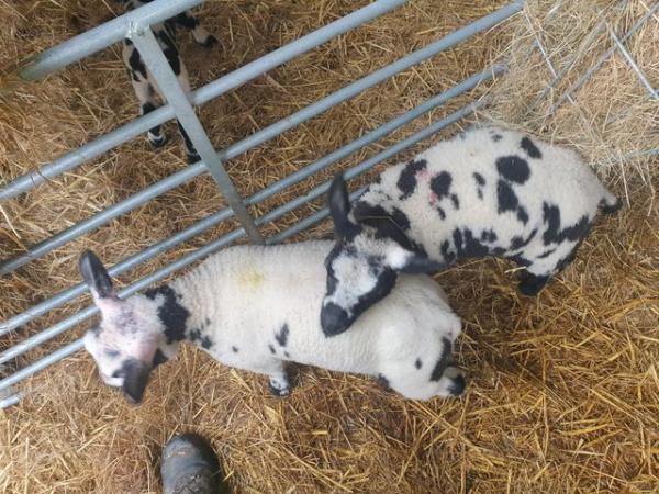 Image 2 of Pedigree Dutch spotted cade lambs**2 tups left**