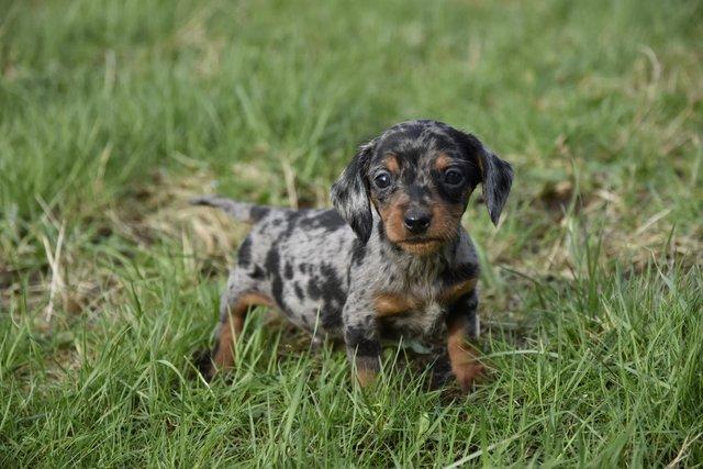 Amazing dachshund puppies looking for home for sale in Tarleton, Lancashire