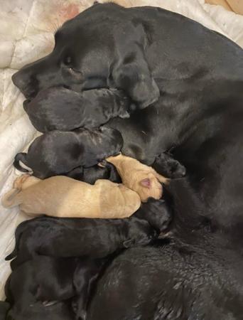 Image 2 of Beautiful Labrador puppies