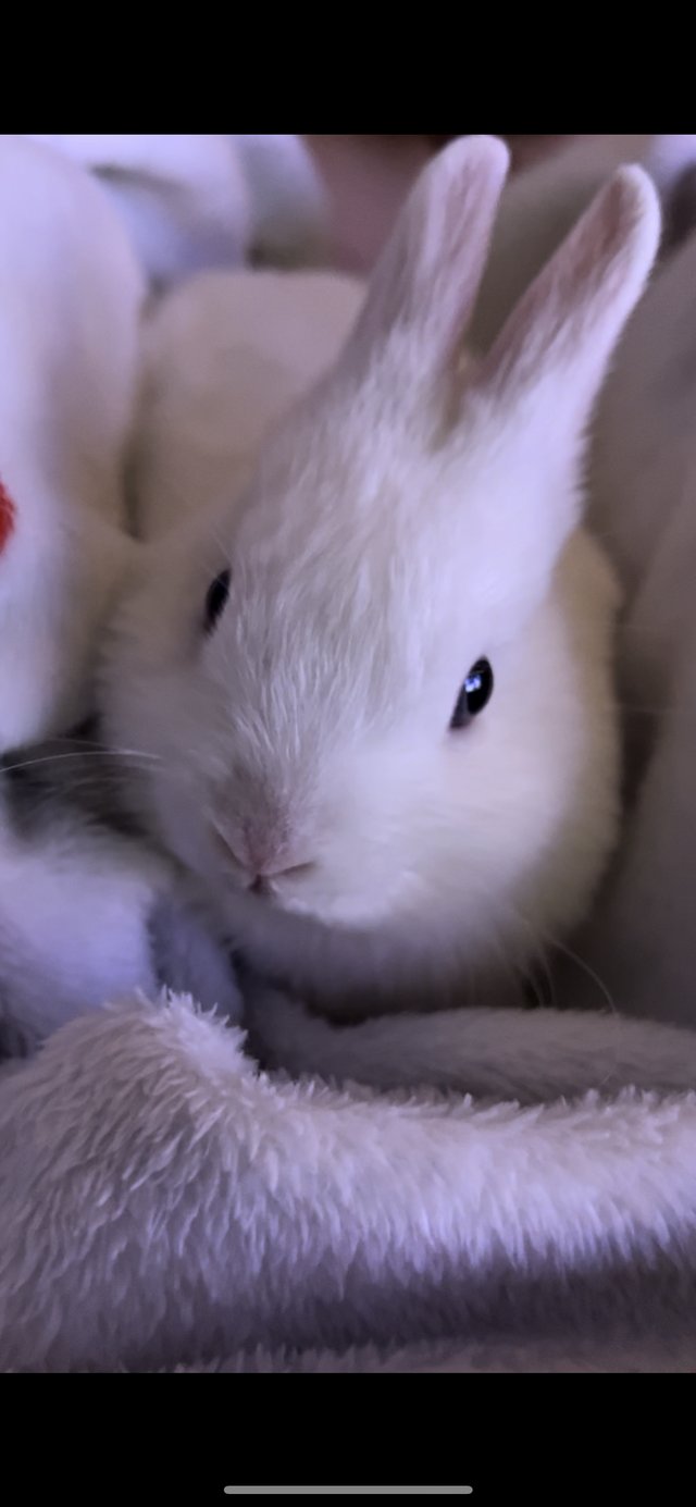 Preview of the first image of White Netherland Dwarf Male.