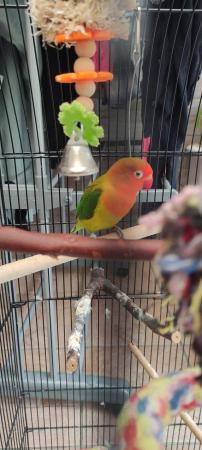 Image 5 of 2 lovebirds with cage, accessories and lots of food