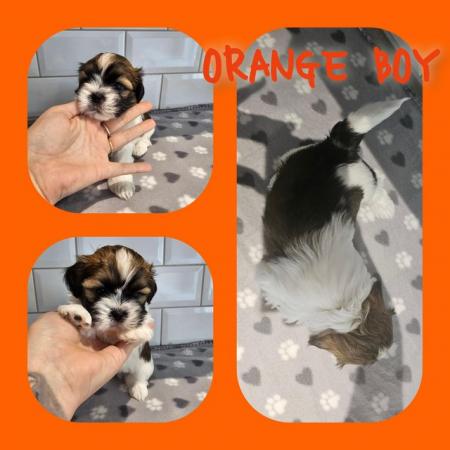 Image 4 of Lhasa apso puppies!! 3 boys 1 girl left