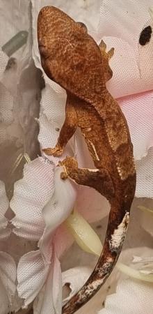 Image 41 of Gecko's Gecko's Geckos!