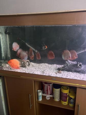 Image 5 of 5ft fish tank with lights (needs new bulbs) lid