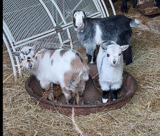 Image 2 of Pygmy goat kids, 1 female 2 wethers