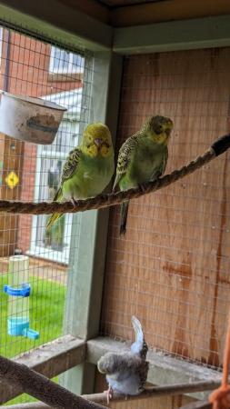 Image 4 of Budgies for sale babies around 8 weeks old