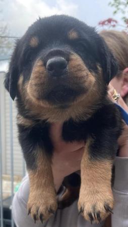 Image 4 of Rottweiler kc registered puppies