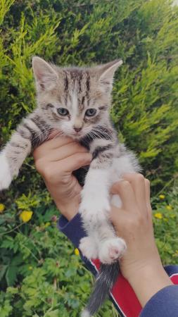 Image 1 of Tabby Kitten - 9 Weeks Old