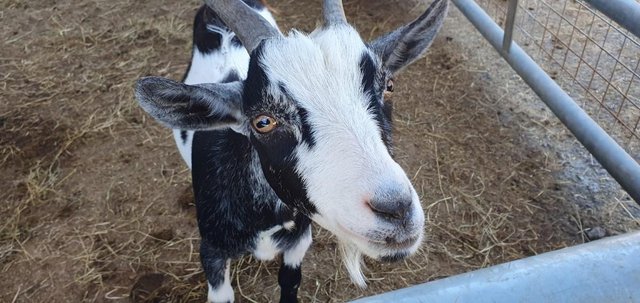 Image 1 of year old male pygmy goat super friendly