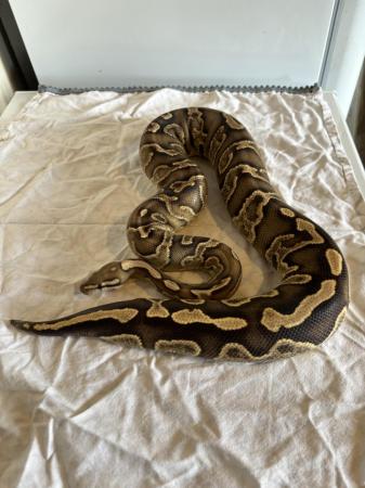 Image 12 of Various royal pythons for sale
