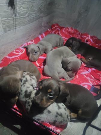 Image 11 of Reduced minature dachshund puppy's