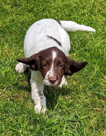 Image 6 of sprocker for sale from loving home