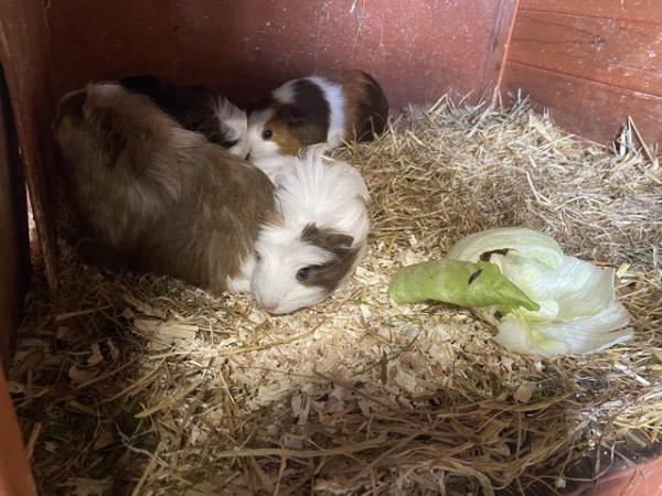 Image 10 of Baby Guinea pigs - males