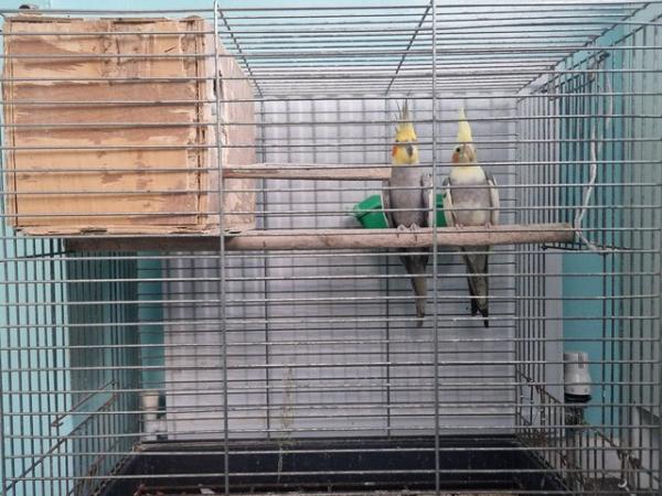 Image 2 of Breeding pair of cockatiels