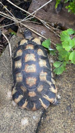 Image 3 of Male marginated Tortoise