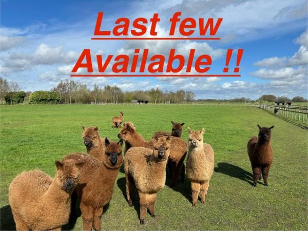 Image 1 of Alpaca Weanlings for sale males & females.All reduced price