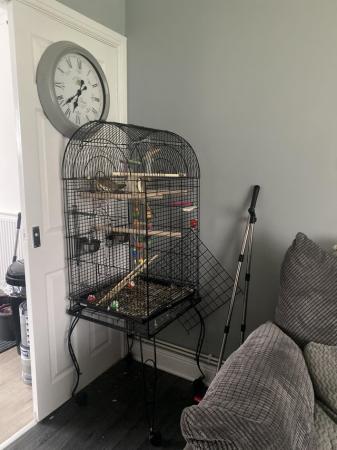 Image 3 of A pair of 2 year old cockatiels with cage + carrier