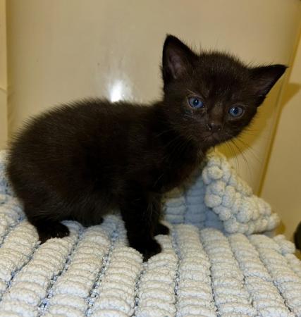 Image 8 of Adorable Male Kitten, Last one!!