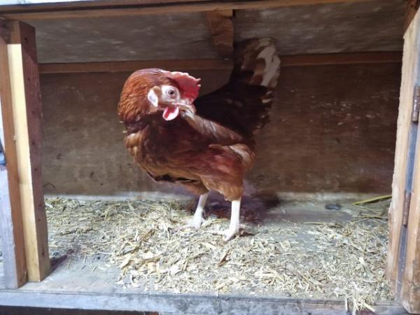 Image 1 of Hybrid brown hens- well feathered