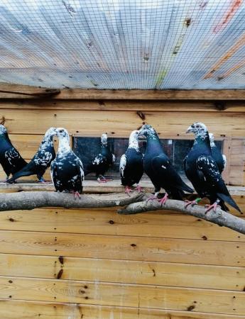 Image 2 of TIGER GRIZZLES RACING PIGEONS