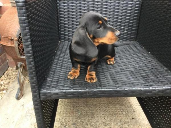 Image 1 of Dachshund puppies for sale