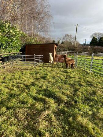 Image 13 of BAS REGISTERED BEAUTIFUL QUALITY BABY ALPACAS