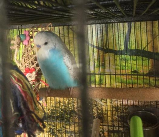 Image 2 of Baby Budgies need new home
