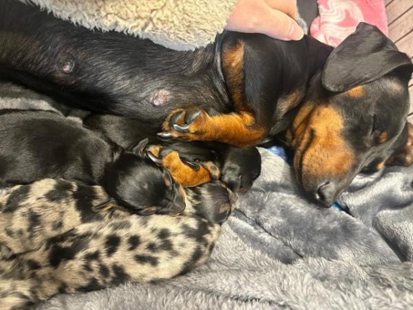 Image 6 of READY NOW Dachshund pups x2 black & tan males