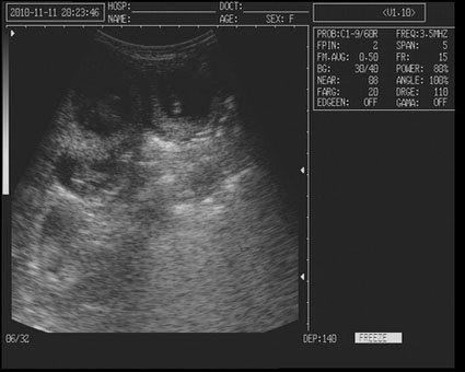 Image 4 of canine ultrasound scanning in your own home