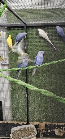 Image 3 of Yellow white lacewing cleartail ringneck parakeets parrots