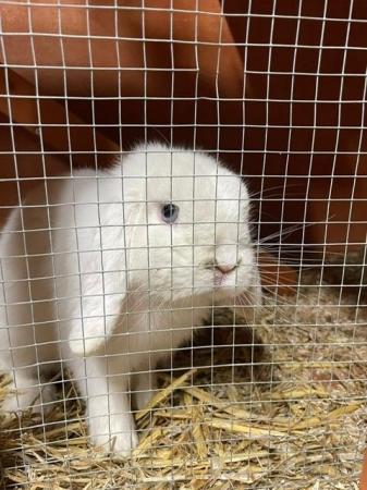 Image 4 of 1 year old male mini lop rabbit