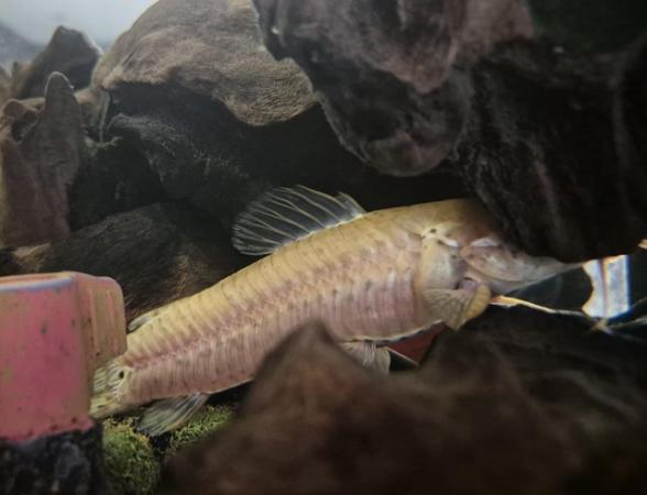Image 6 of Cichlids for sale, closing down tank