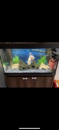 Image 2 of Fluval fish tank 200 l With fish and stand