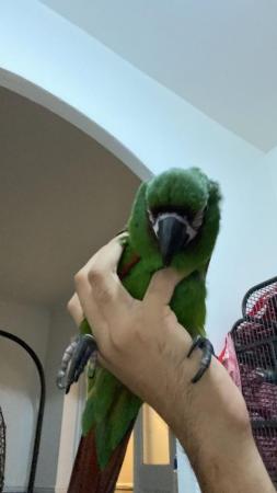 Image 5 of 1 year old silly tame severe macaw