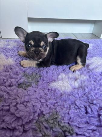 Image 9 of Last one left ready today  KC REG French bulldog puppies